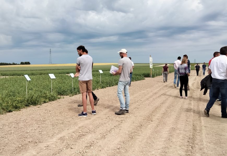 La face cachée des pois protéagineux