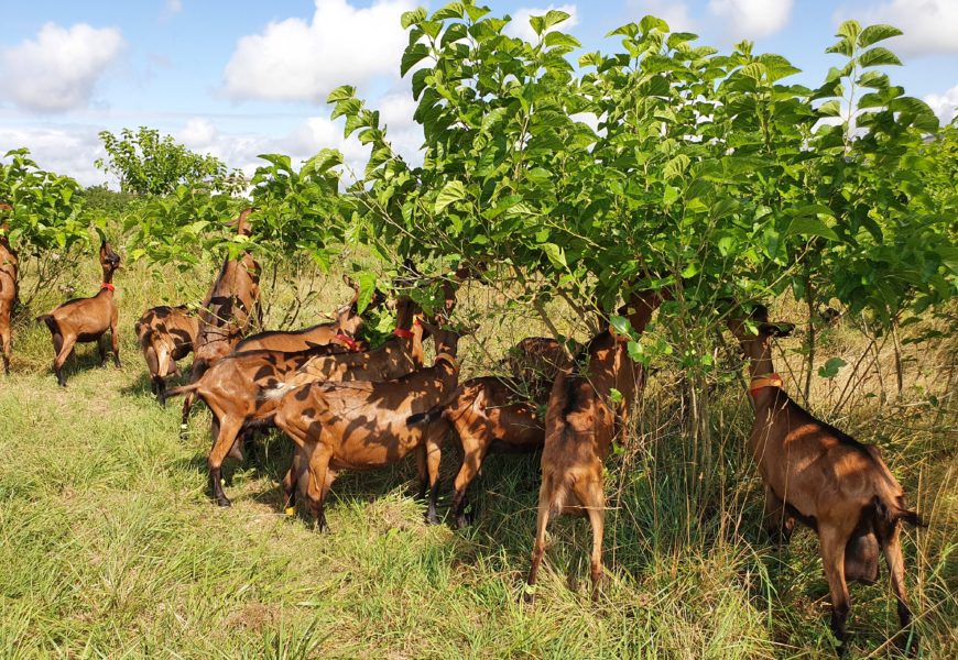 Les arbres fourragers, une ressource  prometteuse