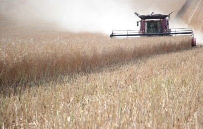 Moisson : début de récolte dans la moyenne pour les blés