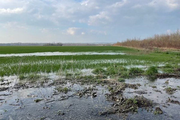 Crues hivernales : des craintes  pour les semis de printemps