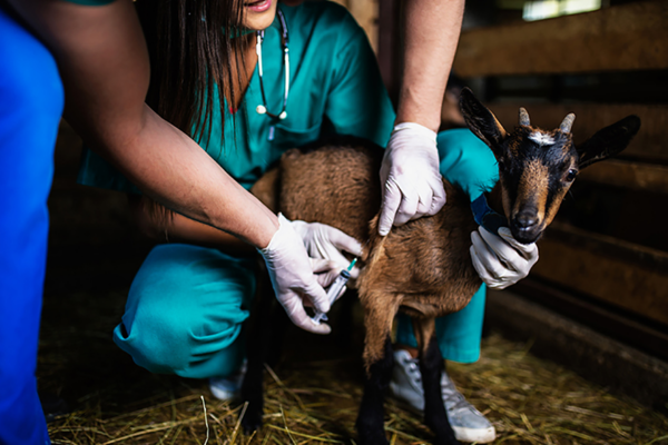 Médicaments vétérinaires :  vers une « pharmacie d’élevage »