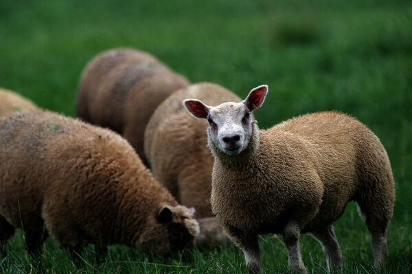 Fièvre catarrhale ovine : vigilance renforcée dans l’Aube