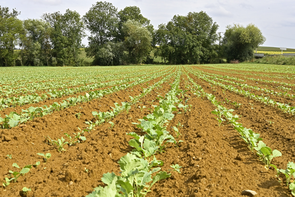 Colza : de nouvelles possibilités d’apport d’azote en Grand-Est