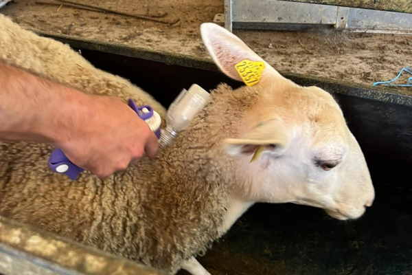 Fièvre Catarrhale Ovine :  premiers vaccins dans l’Aube