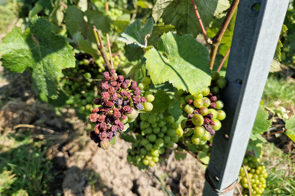 Vendanges difficiles,  quid de la vinification ?