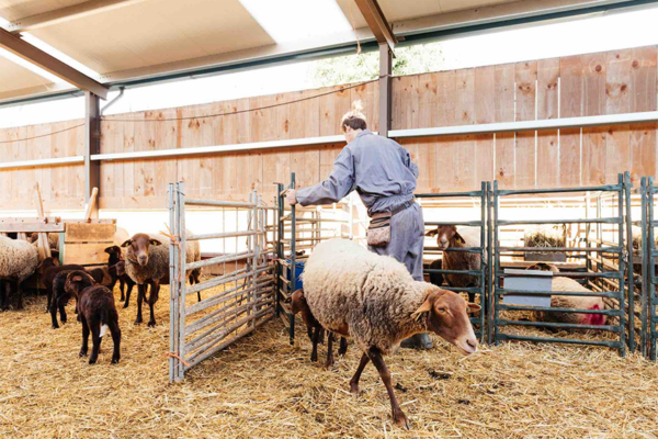 Fièvre catarrhale ovine :  quatre premiers foyers dans l’Aube