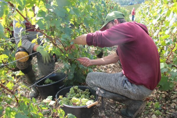 Vendanges sans ébullition