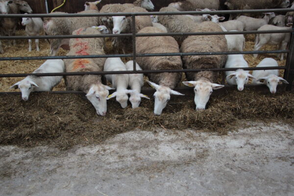 Lumière sur les métiers  du porc et du mouton